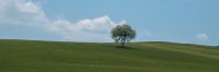 Schueler Lonely Tree - 2