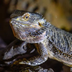 Terrazoo Rheinberg 02