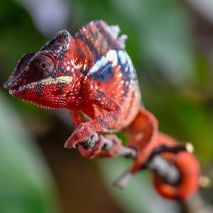 Terrazoo Rheinberg 36